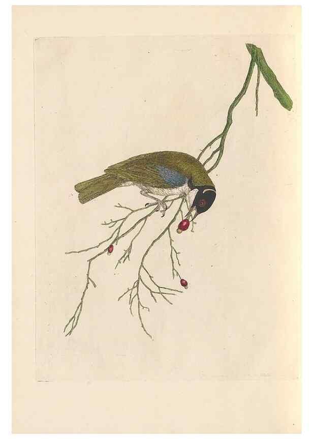 Reproducción/Reproduction 46494301841: A natural history of the birds of New South Wales collected, engraved, and faithfully painted after nature /. London :Printed for J.H. Bohte,1822.. 