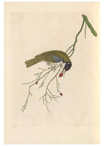 Reproducción/Reproduction 46494301841: A natural history of the birds of New South Wales collected, engraved, and faithfully painted after nature /. London :Printed for J.H. Bohte,1822.. 