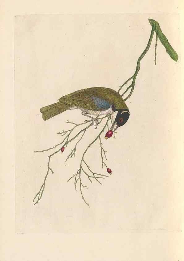 Reproducción/Reproduction 46494301841: A natural history of the birds of New South Wales collected, engraved, and faithfully painted after nature /. London :Printed for J.H. Bohte,1822.. 