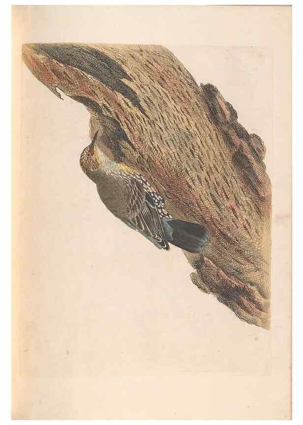 Reproducción/Reproduction 46494302951: A natural history of the birds of New South Wales collected, engraved, and faithfully painted after nature /. London :Printed for J.H. Bohte,1822.. 