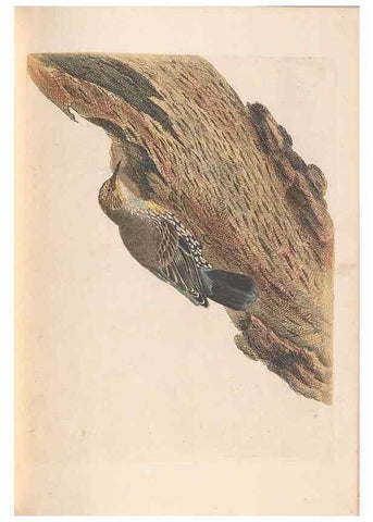 Reproducción/Reproduction 46494302951: A natural history of the birds of New South Wales collected, engraved, and faithfully painted after nature /. London :Printed for J.H. Bohte,1822.. 