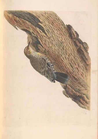 Reproducción/Reproduction 46494302951: A natural history of the birds of New South Wales collected, engraved, and faithfully painted after nature /. London :Printed for J.H. Bohte,1822.. 