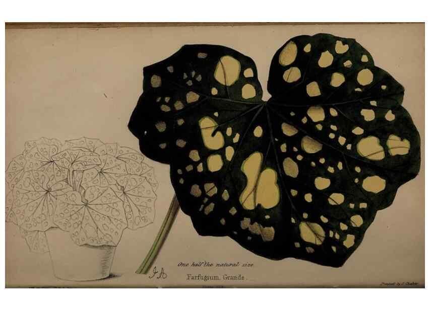Reproducción/Reproduction 32729370178: The florist, fruitist, and garden miscellany.. London :Chapman and Hall,1852-. 