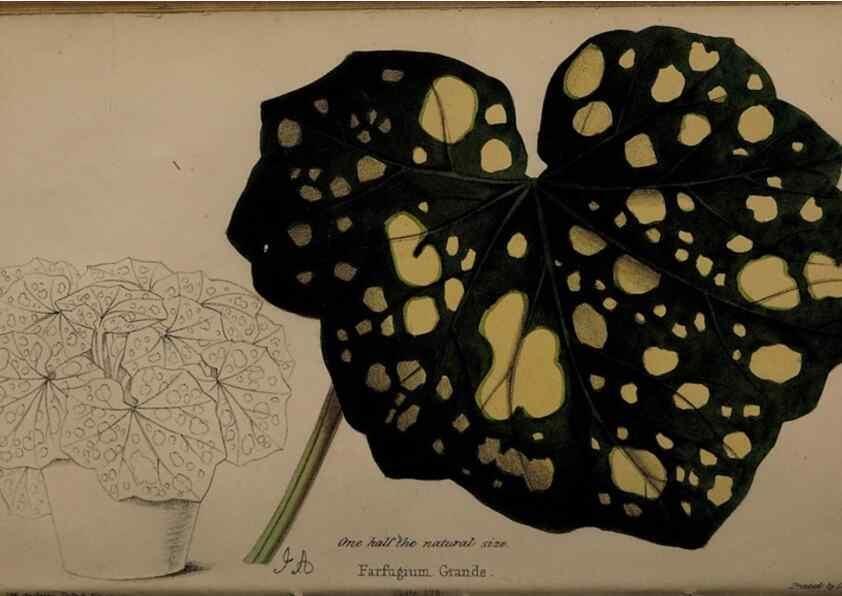 Reproducción/Reproduction 32729370178: The florist, fruitist, and garden miscellany.. London :Chapman and Hall,1852-. 