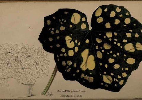 Reproducción/Reproduction 32729370178: The florist, fruitist, and garden miscellany.. London :Chapman and Hall,1852-. 
