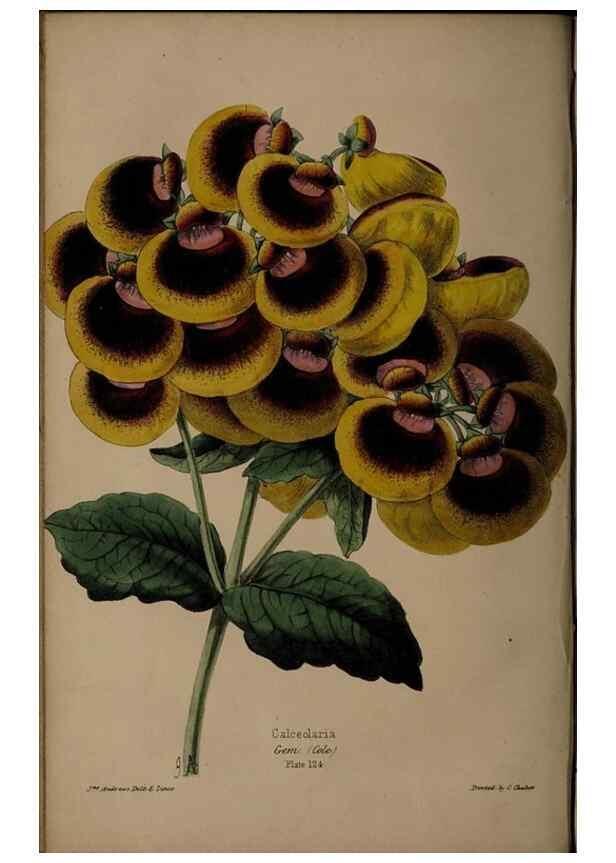 Reproducción/Reproduction 46551437692: The florist, fruitist, and garden miscellany.. London :Chapman and Hall,1852-. 