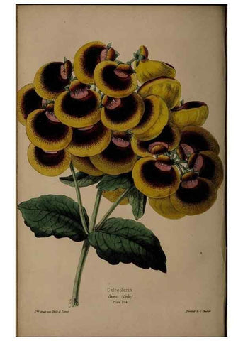 Reproducción/Reproduction 46551437692: The florist, fruitist, and garden miscellany.. London :Chapman and Hall,1852-. 