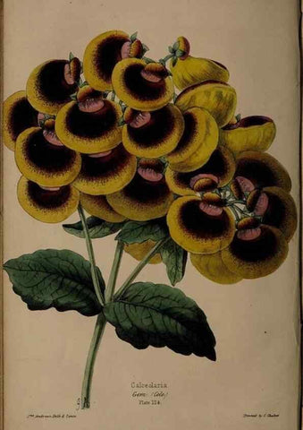 Reproducción/Reproduction 46551437692: The florist, fruitist, and garden miscellany.. London :Chapman and Hall,1852-. 