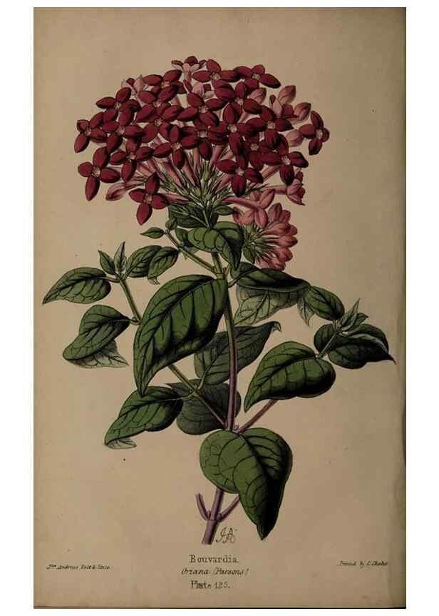 Reproducción/Reproduction 45879165354: The florist, fruitist, and garden miscellany.. London :Chapman and Hall,1852-. 