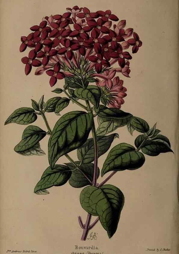 Reproducción/Reproduction 45879165354: The florist, fruitist, and garden miscellany.. London :Chapman and Hall,1852-. 