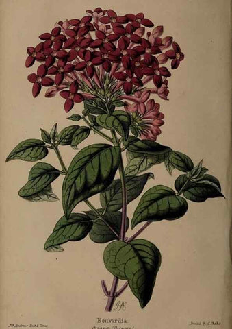 Reproducción/Reproduction 45879165354: The florist, fruitist, and garden miscellany.. London :Chapman and Hall,1852-. 