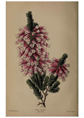 Reproducción/Reproduction 31662375637: The florist, fruitist, and garden miscellany.. London :Chapman and Hall,1852-. 