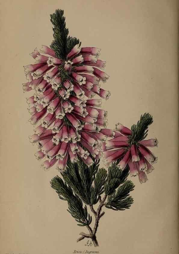 Reproducción/Reproduction 31662375637: The florist, fruitist, and garden miscellany.. London :Chapman and Hall,1852-. 