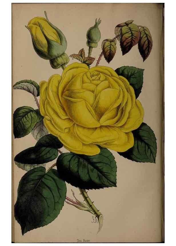 Reproducción/Reproduction 45879168304: The florist, fruitist, and garden miscellany.. London :Chapman and Hall,1852-. 