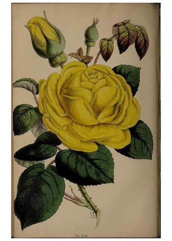 Reproducción/Reproduction 45879168304: The florist, fruitist, and garden miscellany.. London :Chapman and Hall,1852-. 