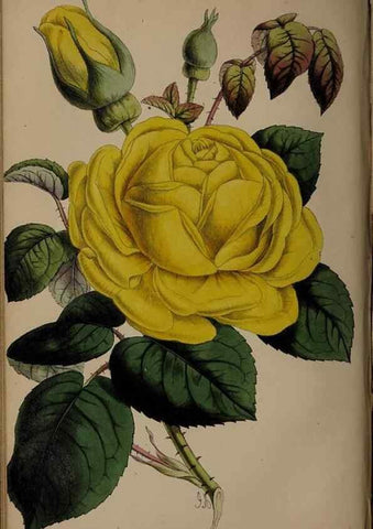 Reproducción/Reproduction 45879168304: The florist, fruitist, and garden miscellany.. London :Chapman and Hall,1852-. 
