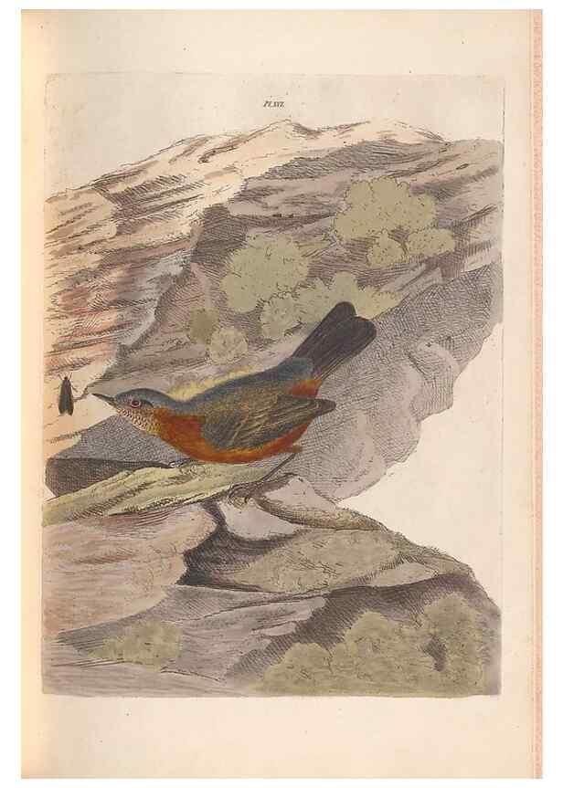 Reproducción/Reproduction 46494293971: A natural history of the birds of New South Wales collected, engraved, and faithfully painted after nature /. London :Printed for J.H. Bohte,1822.. 