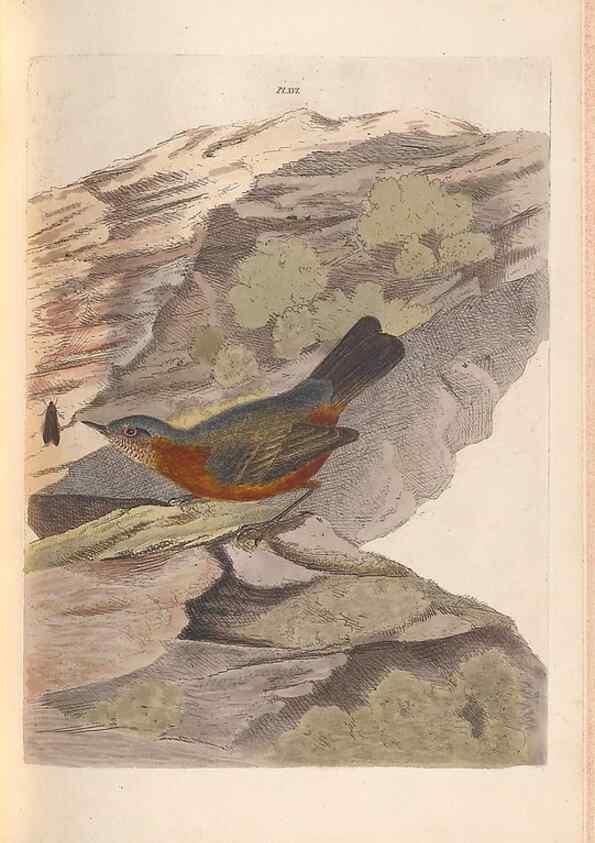 Reproducción/Reproduction 46494293971: A natural history of the birds of New South Wales collected, engraved, and faithfully painted after nature /. London :Printed for J.H. Bohte,1822.. 
