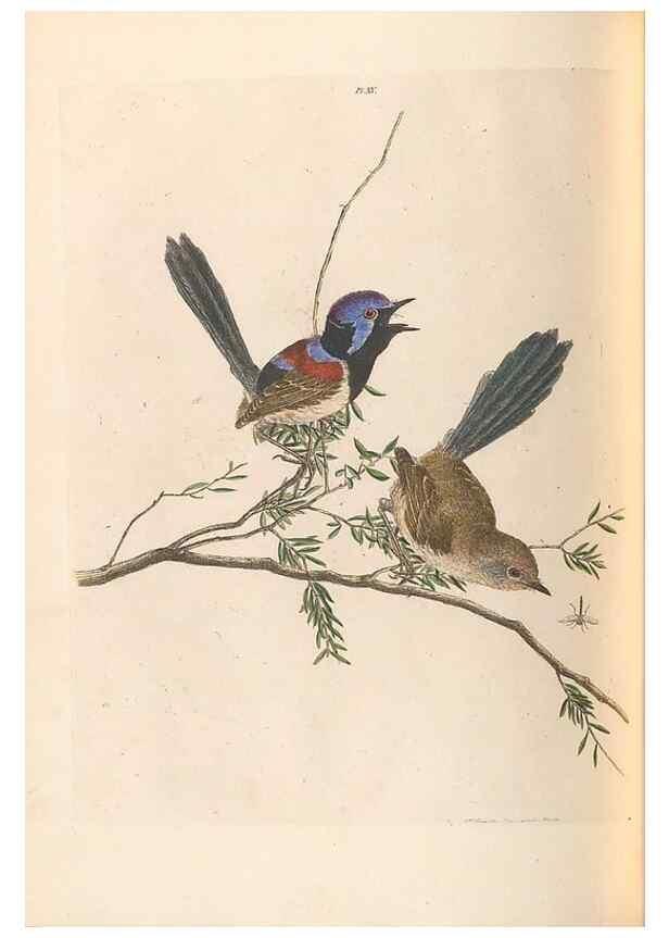 Reproducción/Reproduction 45770842264: A natural history of the birds of New South Wales collected, engraved, and faithfully painted after nature /. London :Printed for J.H. Bohte,1822.. 