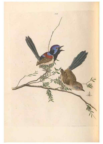 Reproducción/Reproduction 45770842264: A natural history of the birds of New South Wales collected, engraved, and faithfully painted after nature /. London :Printed for J.H. Bohte,1822.. 
