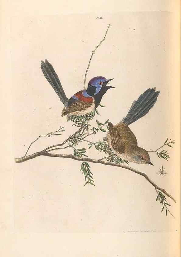 Reproducción/Reproduction 45770842264: A natural history of the birds of New South Wales collected, engraved, and faithfully painted after nature /. London :Printed for J.H. Bohte,1822.. 