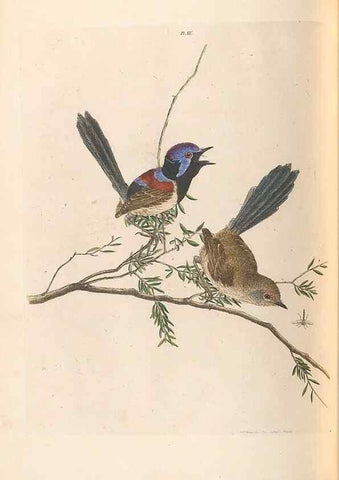 Reproducción/Reproduction 45770842264: A natural history of the birds of New South Wales collected, engraved, and faithfully painted after nature /. London :Printed for J.H. Bohte,1822.. 