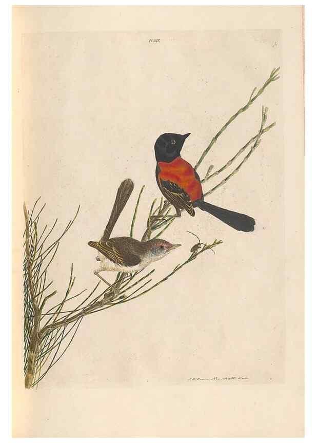 Reproducción/Reproduction 46442917932: A natural history of the birds of New South Wales collected, engraved, and faithfully painted after nature /. London :Printed for J.H. Bohte,1822.. 