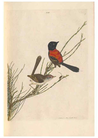 Reproducción/Reproduction 46442917932: A natural history of the birds of New South Wales collected, engraved, and faithfully painted after nature /. London :Printed for J.H. Bohte,1822.. 