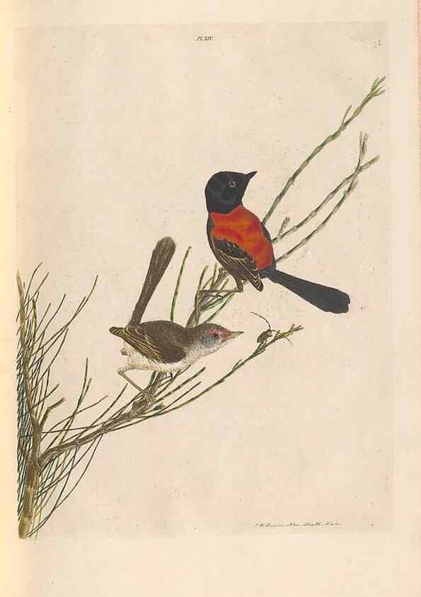 Reproducción/Reproduction 46442917932: A natural history of the birds of New South Wales collected, engraved, and faithfully painted after nature /. London :Printed for J.H. Bohte,1822.. 