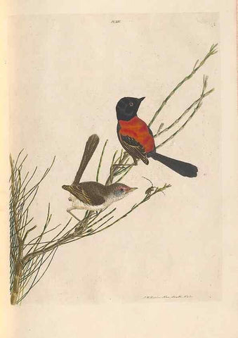Reproducción/Reproduction 46442917932: A natural history of the birds of New South Wales collected, engraved, and faithfully painted after nature /. London :Printed for J.H. Bohte,1822.. 