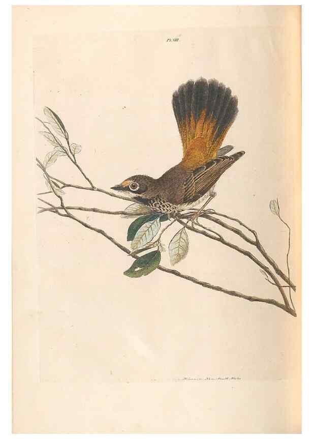 Reproducción/Reproduction 32621579238: A natural history of the birds of New South Wales collected, engraved, and faithfully painted after nature /. London :Printed for J.H. Bohte,1822.. 