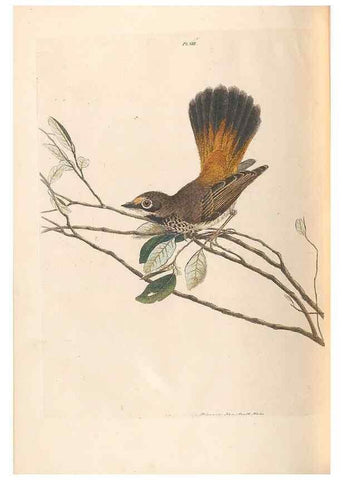 Reproducción/Reproduction 32621579238: A natural history of the birds of New South Wales collected, engraved, and faithfully painted after nature /. London :Printed for J.H. Bohte,1822.. 