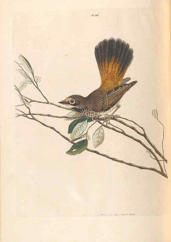 Reproducción/Reproduction 32621579238: A natural history of the birds of New South Wales collected, engraved, and faithfully painted after nature /. London :Printed for J.H. Bohte,1822.. 