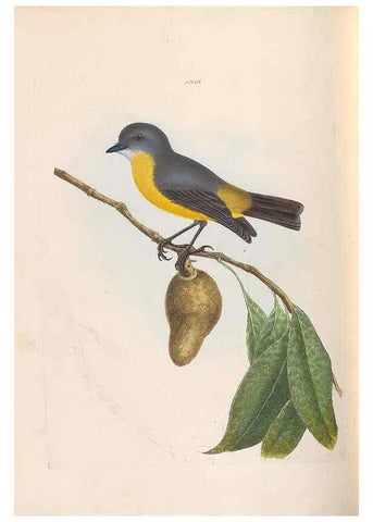 Reproducción/Reproduction 45770607654: A natural history of the birds of New South Wales collected, engraved, and faithfully painted after nature /. London :Printed for J.H. Bohte,1822.. 