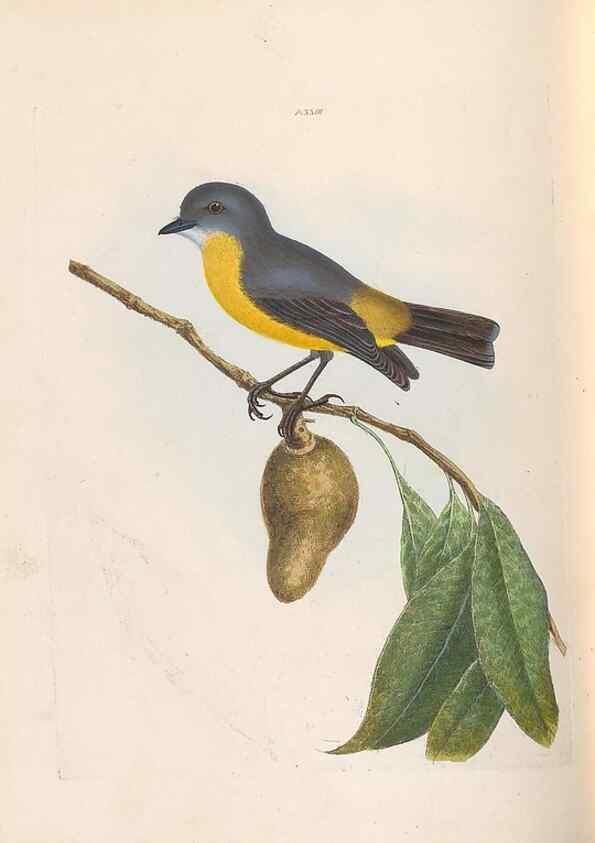 Reproducción/Reproduction 45770607654: A natural history of the birds of New South Wales collected, engraved, and faithfully painted after nature /. London :Printed for J.H. Bohte,1822.. 