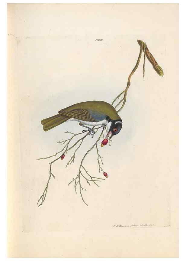 Reproducción/Reproduction 44677202600: A natural history of the birds of New South Wales collected, engraved, and faithfully painted after nature /. London :Printed for J.H. Bohte,1822.. 