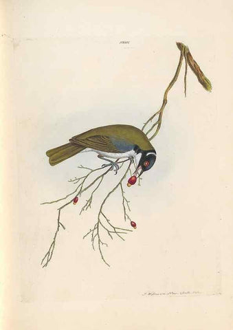 Reproducción/Reproduction 44677202600: A natural history of the birds of New South Wales collected, engraved, and faithfully painted after nature /. London :Printed for J.H. Bohte,1822.. 