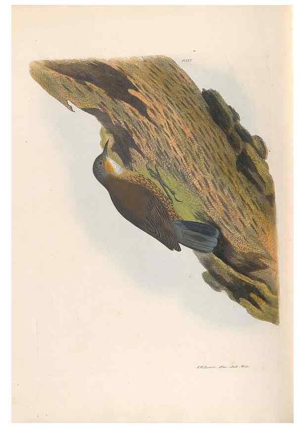 Reproducción/Reproduction 45580952365: A natural history of the birds of New South Wales collected, engraved, and faithfully painted after nature /. London :Printed for J.H. Bohte,1822.. 