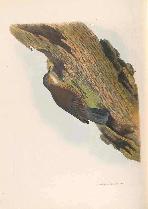 Reproducción/Reproduction 45580952365: A natural history of the birds of New South Wales collected, engraved, and faithfully painted after nature /. London :Printed for J.H. Bohte,1822.. 