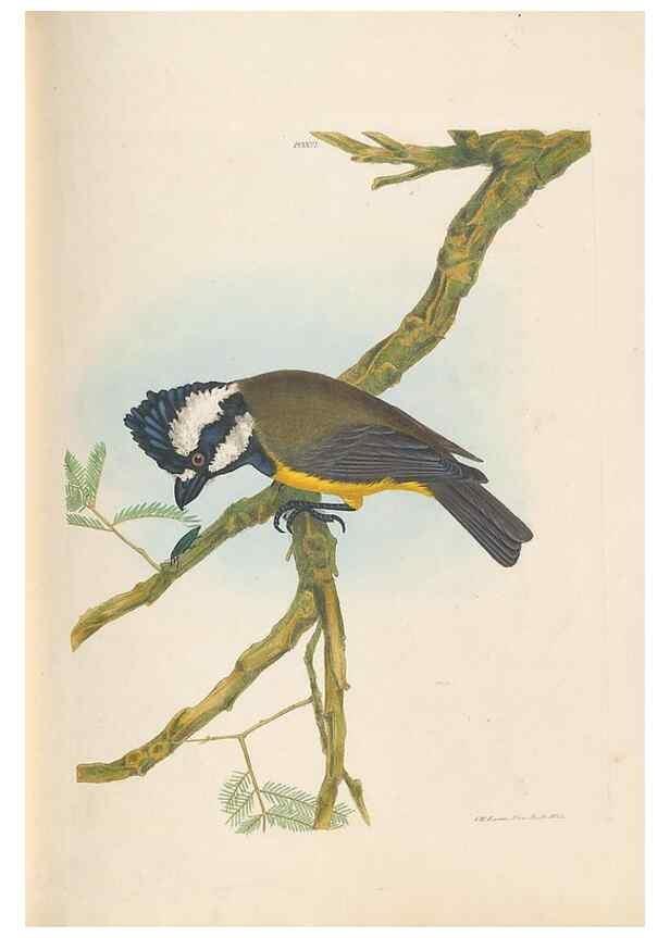 Reproducción/Reproduction 44677203870: A natural history of the birds of New South Wales collected, engraved, and faithfully painted after nature /. London :Printed for J.H. Bohte,1822.. 