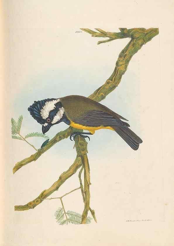 Reproducción/Reproduction 44677203870: A natural history of the birds of New South Wales collected, engraved, and faithfully painted after nature /. London :Printed for J.H. Bohte,1822.. 