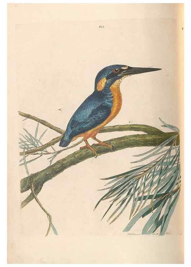 Reproducción/Reproduction 45770835834: A natural history of the birds of New South Wales collected, engraved, and faithfully painted after nature /. London :Printed for J.H. Bohte,1822.. 