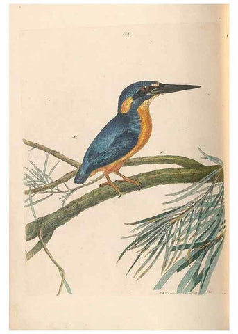 Reproducción/Reproduction 45770835834: A natural history of the birds of New South Wales collected, engraved, and faithfully painted after nature /. London :Printed for J.H. Bohte,1822.. 