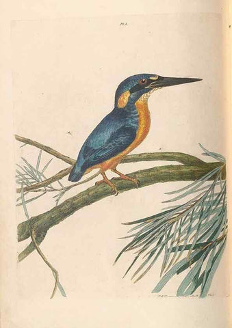 Reproducción/Reproduction 45770835834: A natural history of the birds of New South Wales collected, engraved, and faithfully painted after nature /. London :Printed for J.H. Bohte,1822.. 