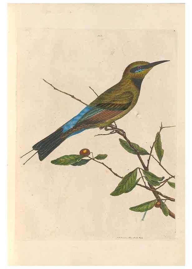 Reproducción/Reproduction 31554361697: A natural history of the birds of New South Wales collected, engraved, and faithfully painted after nature /. London :Printed for J.H. Bohte,1822.. 
