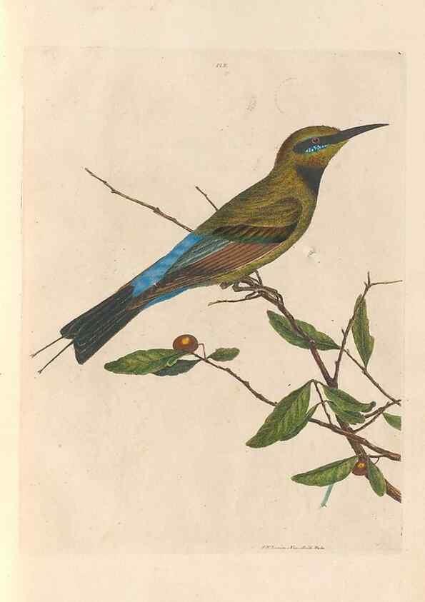 Reproducción/Reproduction 31554361697: A natural history of the birds of New South Wales collected, engraved, and faithfully painted after nature /. London :Printed for J.H. Bohte,1822.. 
