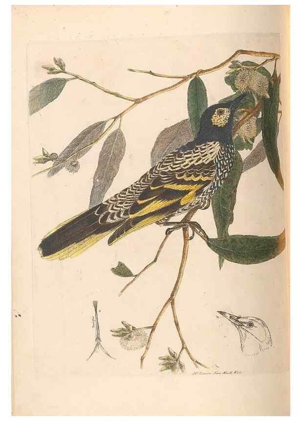 Reproducción/Reproduction 44677398540: A natural history of the birds of New South Wales collected, engraved, and faithfully painted after nature /. London :Printed for J.H. Bohte,1822.. 