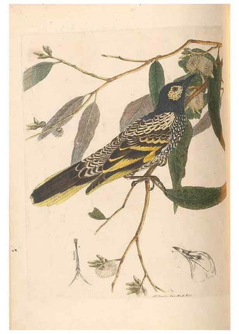 Reproducción/Reproduction 44677398540: A natural history of the birds of New South Wales collected, engraved, and faithfully painted after nature /. London :Printed for J.H. Bohte,1822.. 