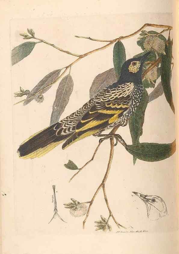 Reproducción/Reproduction 44677398540: A natural history of the birds of New South Wales collected, engraved, and faithfully painted after nature /. London :Printed for J.H. Bohte,1822.. 