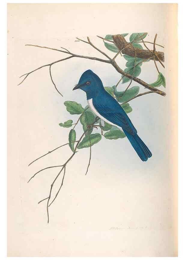 Reproducción/Reproduction 32621359398: A natural history of the birds of New South Wales collected, engraved, and faithfully painted after nature /. London :Printed for J.H. Bohte,1822.. 